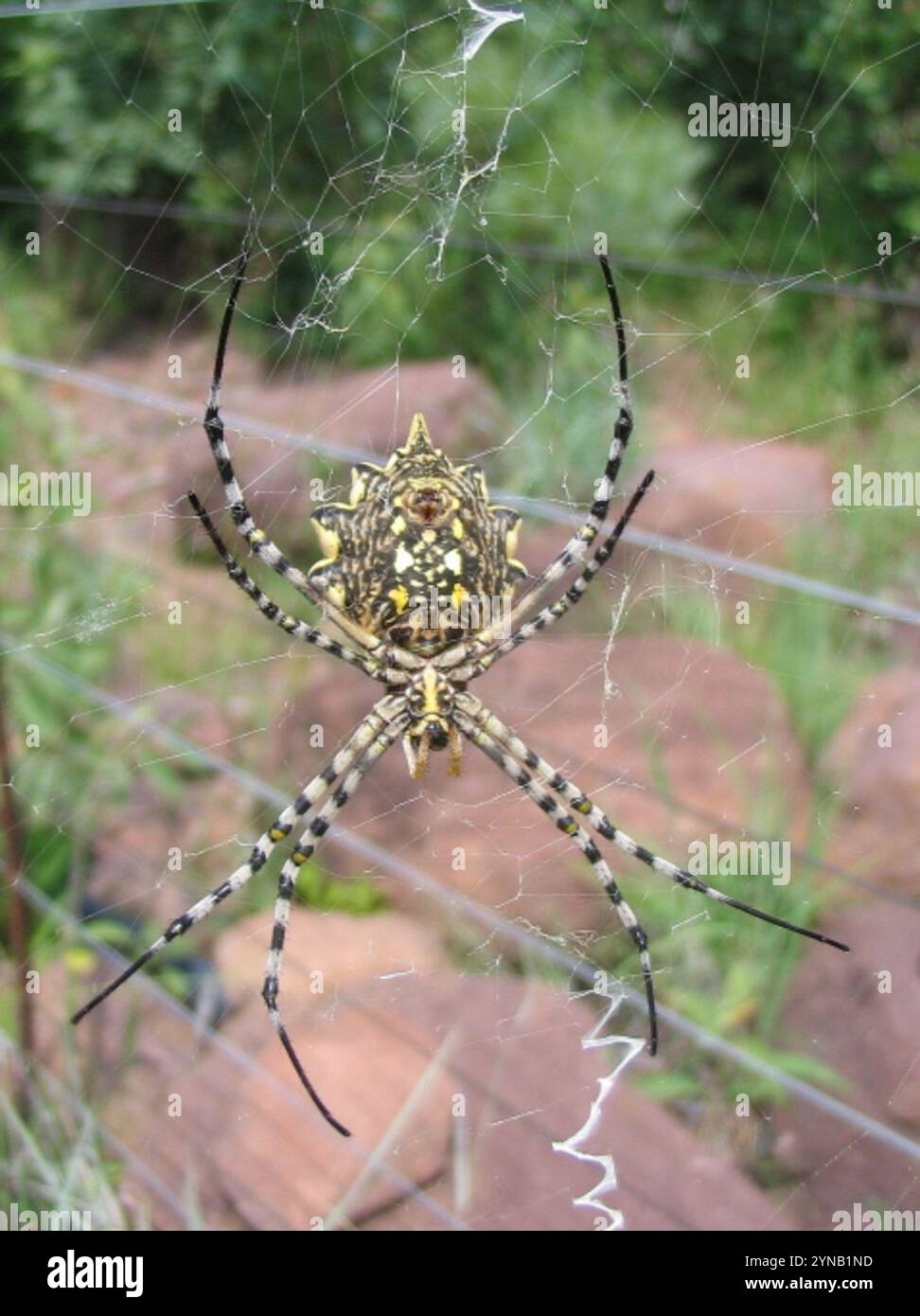 Araignée Orbweb de jardin commune (Argiope australis) Banque D'Images