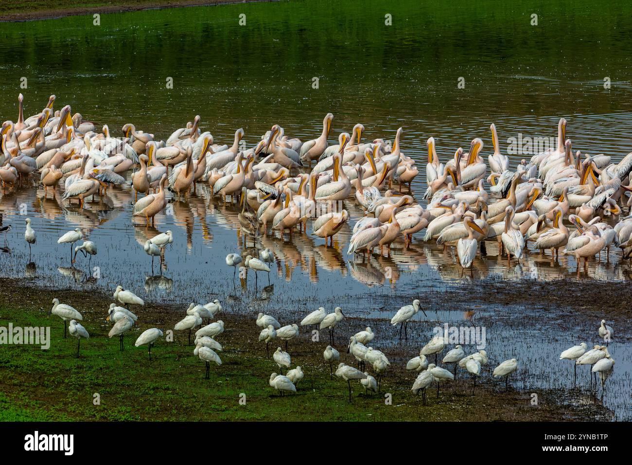 Un grand troupeau de grand pélican blanc (Pelecanus onocrotalus) également connu sous le nom de pélican blanc oriental cet oiseau vit dans de grandes colonies en Afrique et Banque D'Images