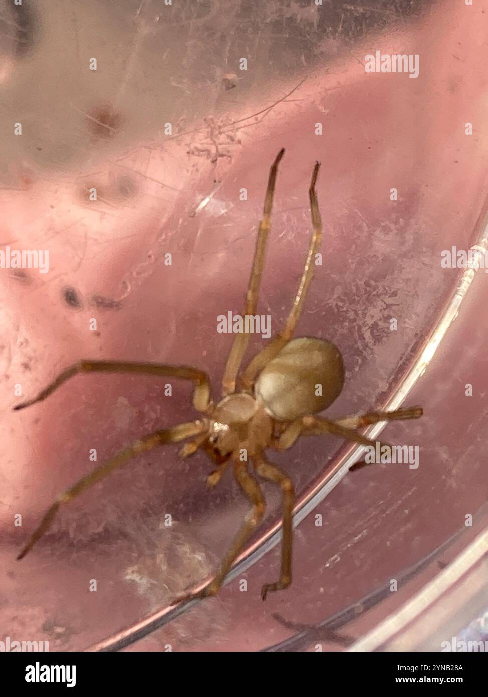 Recluse brune (Loxosceles reclusa) Banque D'Images