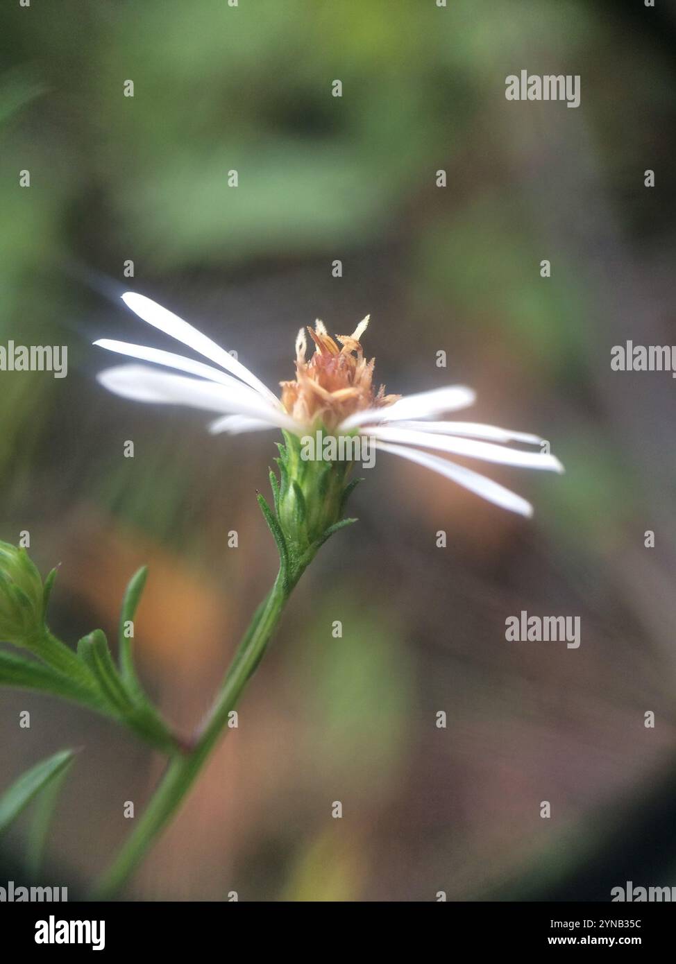 Astre blanc poilu oldfield (Symphyotrichum pilosum) Banque D'Images