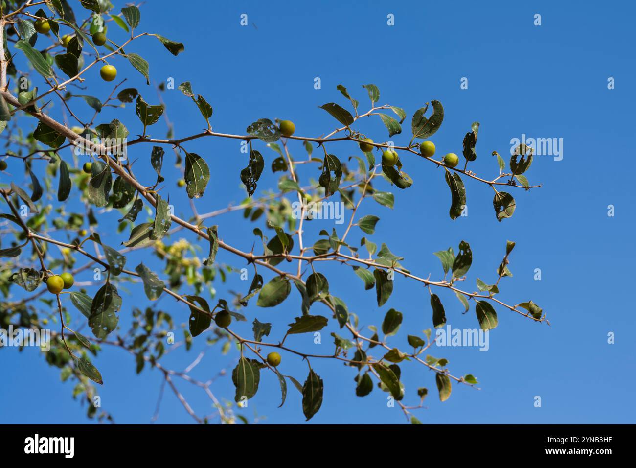 Ziziphus spina-christi, connu sous le nom de jujujube d'épine du Christ, est un arbre ou une plante à feuilles persistantes originaire du Levant, d'Afrique de l'est et de Mésopotamie. Fruit an Banque D'Images