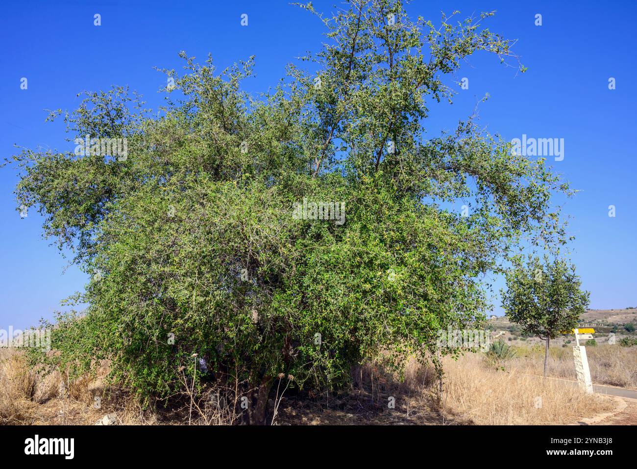 Ziziphus spina-christi, connu sous le nom de jujujube d'épine du Christ, est un arbre ou une plante à feuilles persistantes originaire du Levant, d'Afrique de l'est et de Mésopotamie. Fruit an Banque D'Images