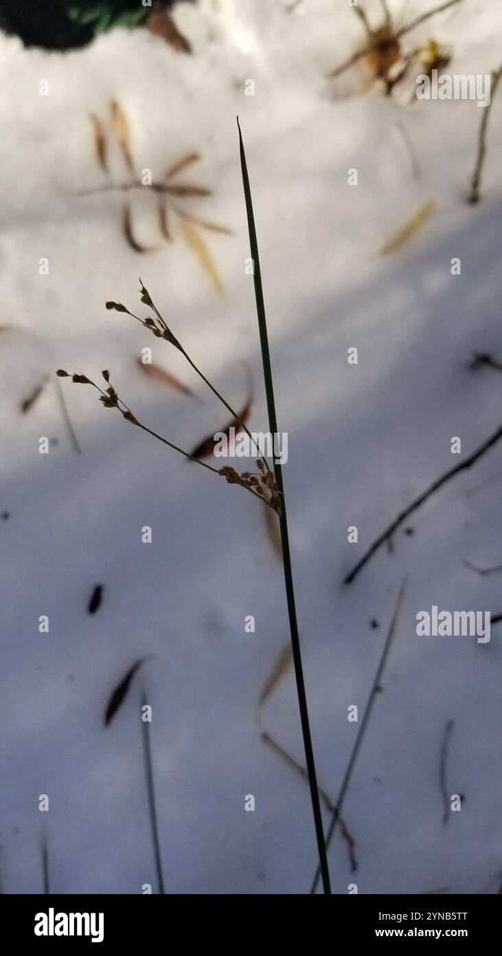 Rush épineux (Juncus acutus) Banque D'Images