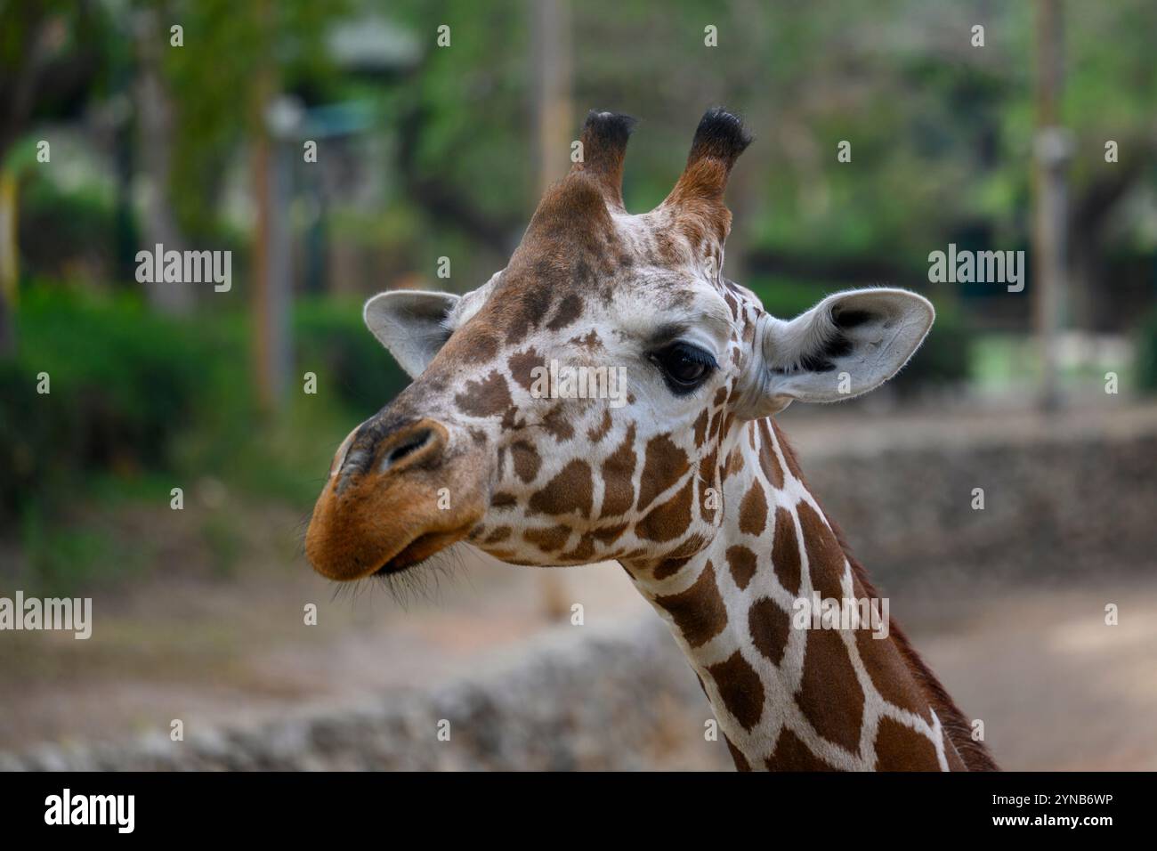 Portrait d'une girafe réticulée (Giraffa reticulata) Banque D'Images