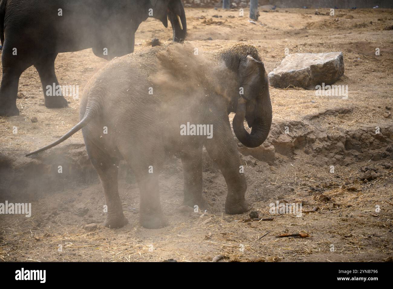 Éléphant d'Asie juvénile (Elephas maximus 4 ans), également connu sous le nom d'éléphant d'Asie, baignant de poussière en jetant du sable et de la poussière sur lui-même Photogr Banque D'Images