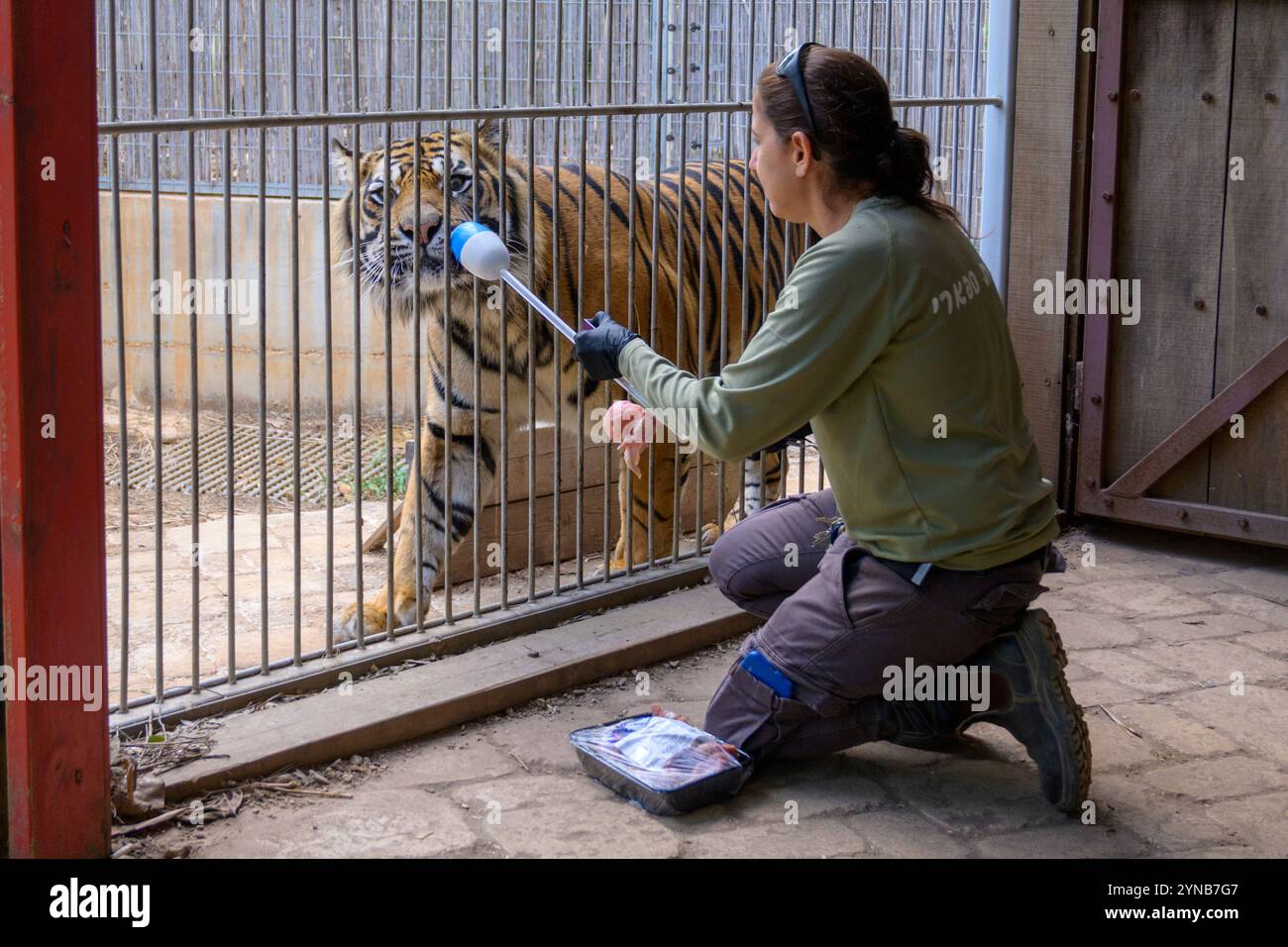 Ramat Gan Safri Zoo Keeper passe par Target Training pour l'élevage d'un tigre de Sumatra Panthera tigris sondaica, une technique utilisant une balle sur le en Banque D'Images