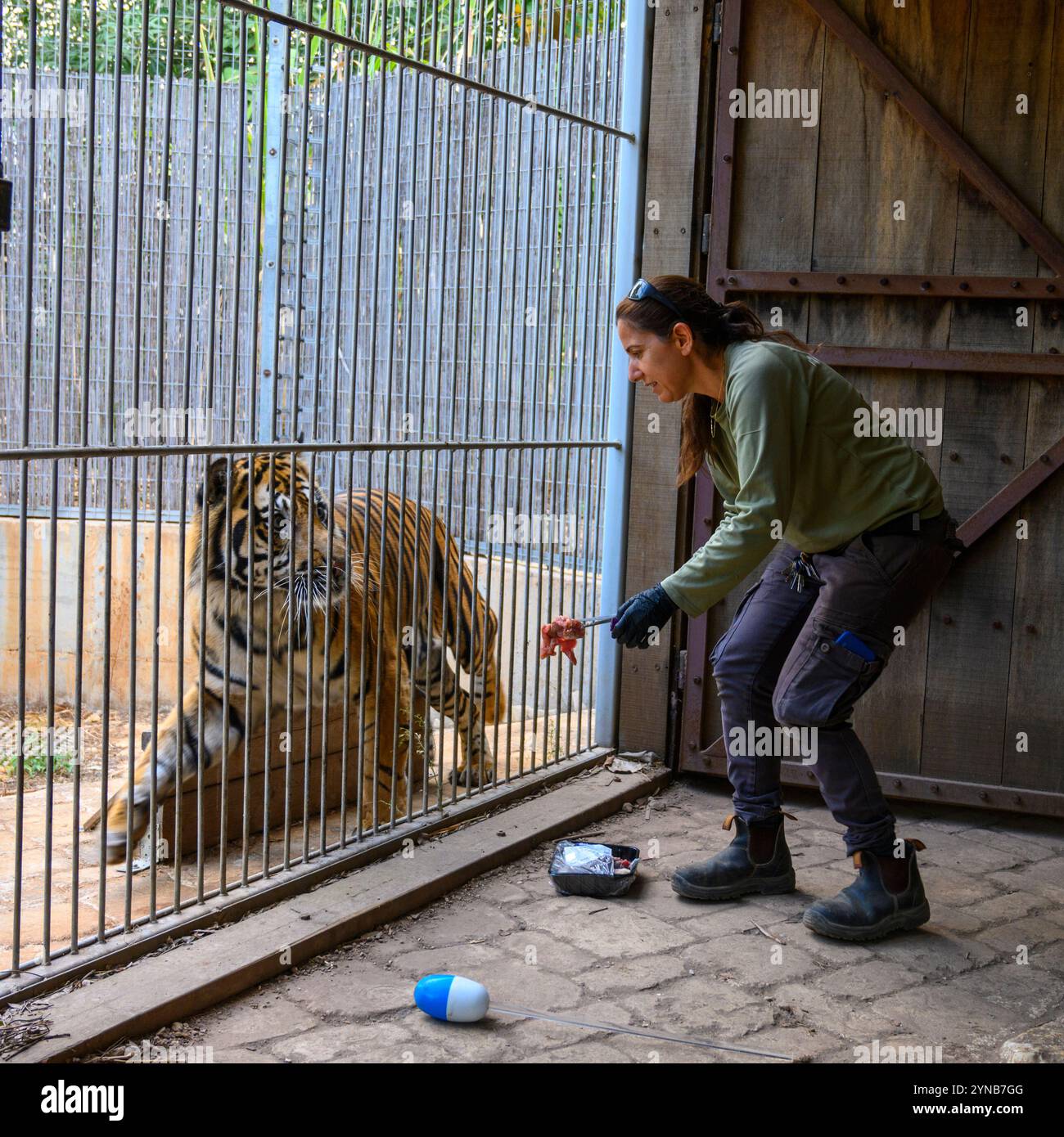 Ramat Gan Safri Zoo Keeper passe par Target Training pour l'élevage d'un tigre de Sumatra Panthera tigris sondaica, une technique utilisant une balle sur le en Banque D'Images