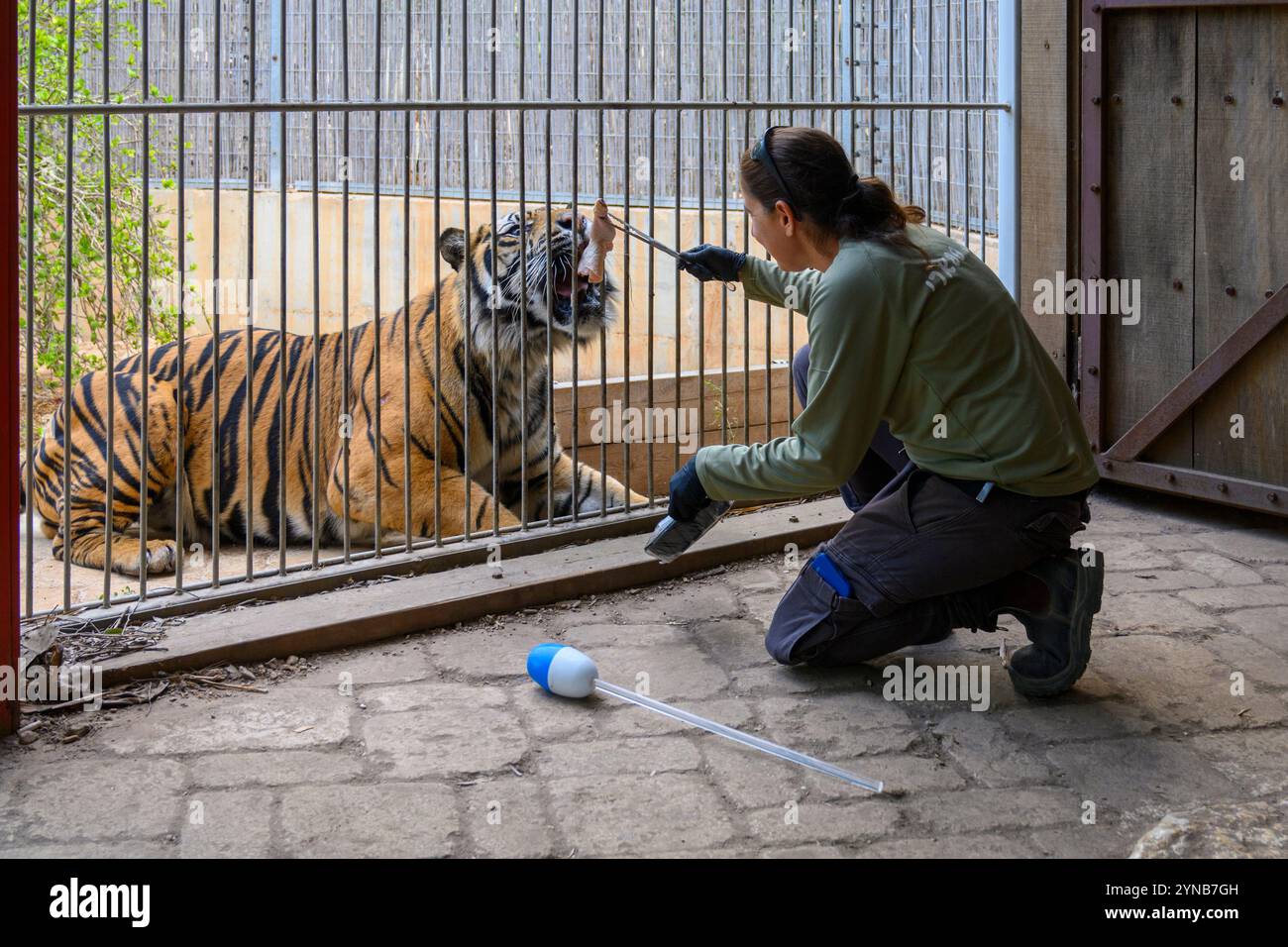 Ramat Gan Safri Zoo Keeper passe par Target Training pour l'élevage d'un tigre de Sumatra Panthera tigris sondaica, une technique utilisant une balle sur le en Banque D'Images