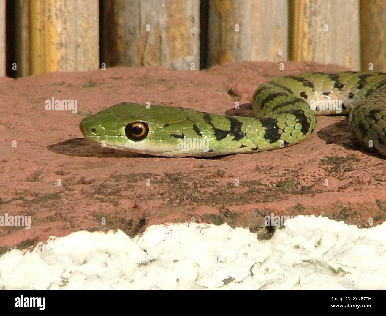 Spotted Bush Snake (Philothamnus semivariegatus) Banque D'Images