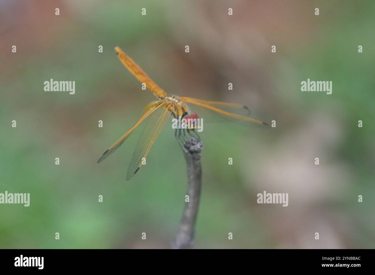 Crimson Marsh Glider (Trithemis aurora) Banque D'Images