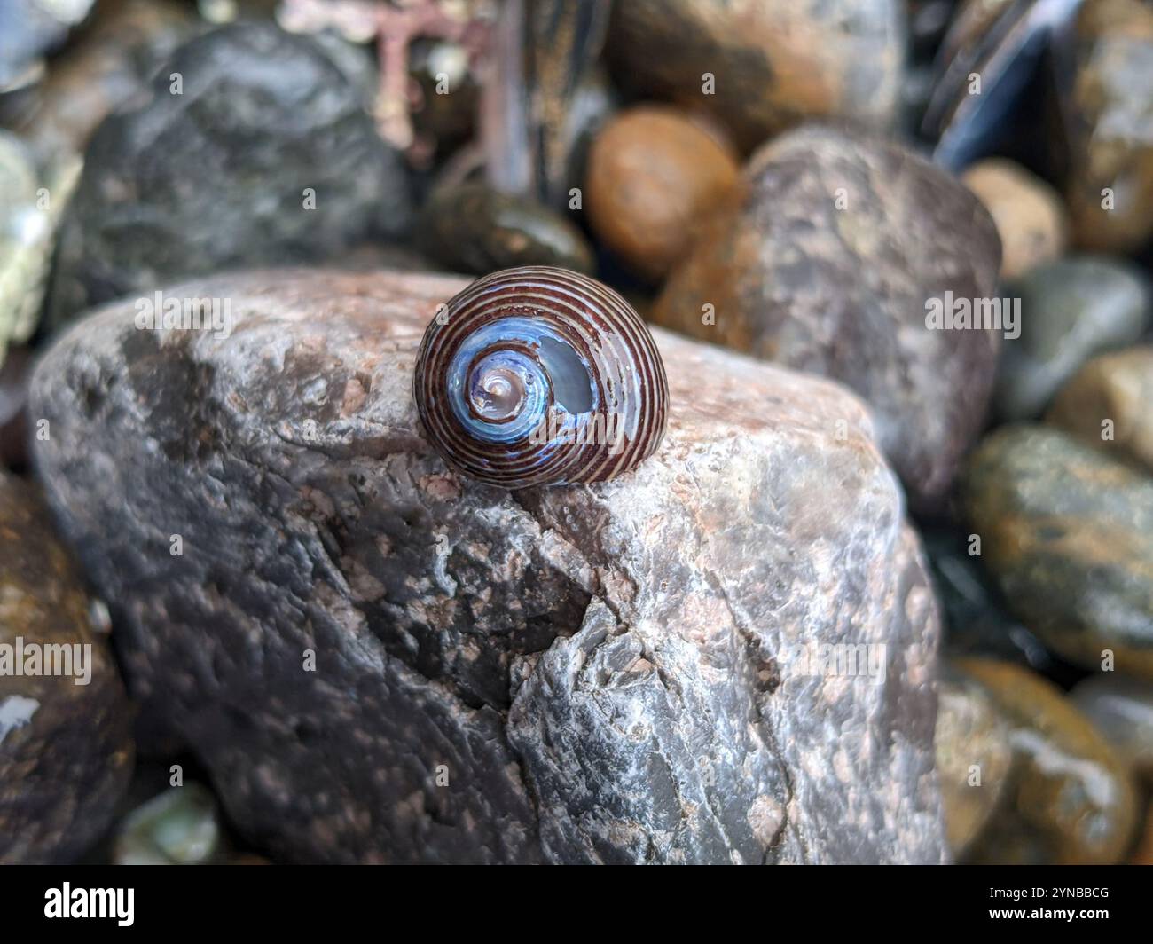 Escargot supérieur à anneaux bleus (Calliostoma ligatum) Banque D'Images