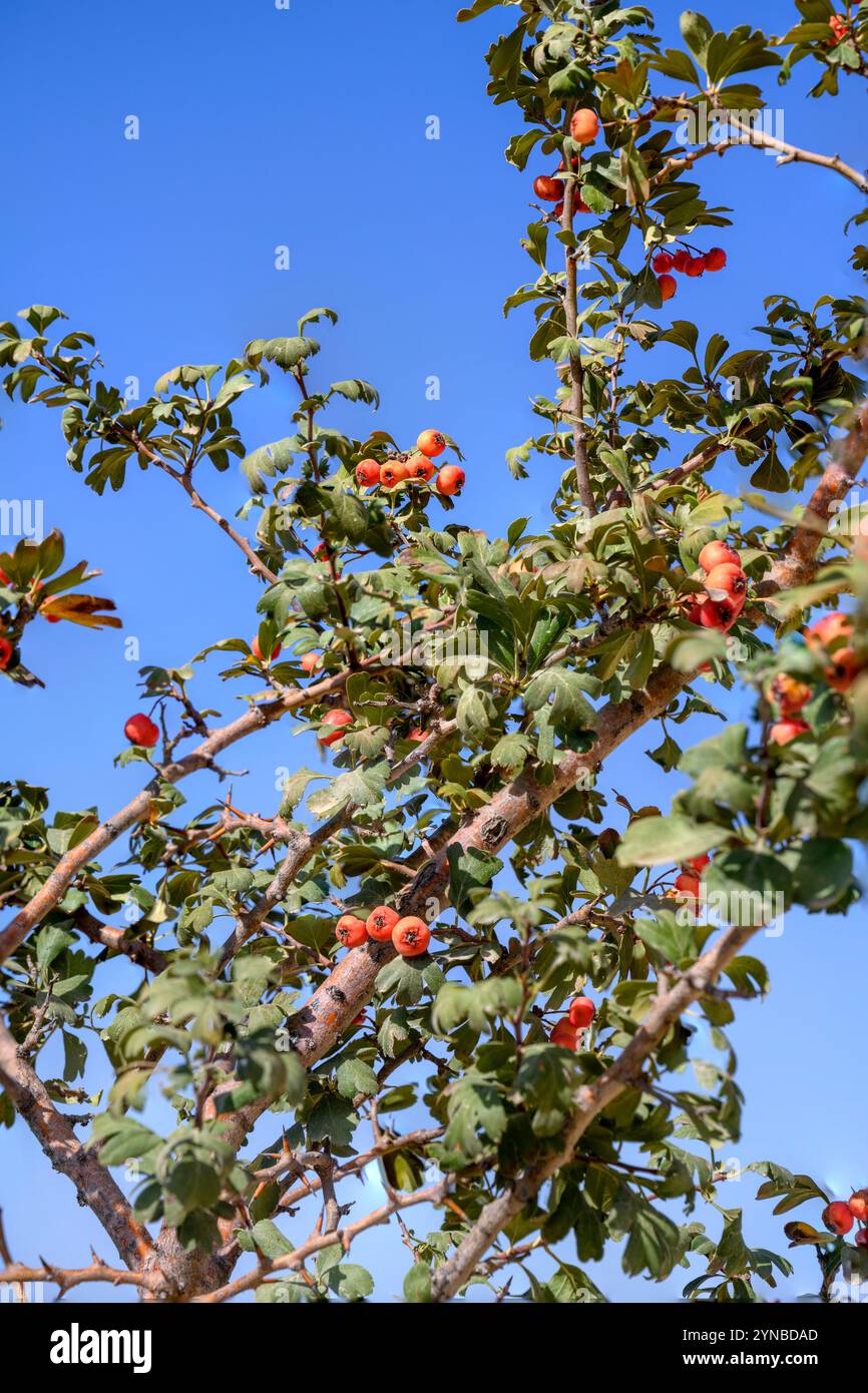 Crataegus monogyna, connue sous le nom d'aubépine commune, aubépine à une graine ou aubépine à semis unique, est une espèce de plante à fleurs de la famille des roses Banque D'Images