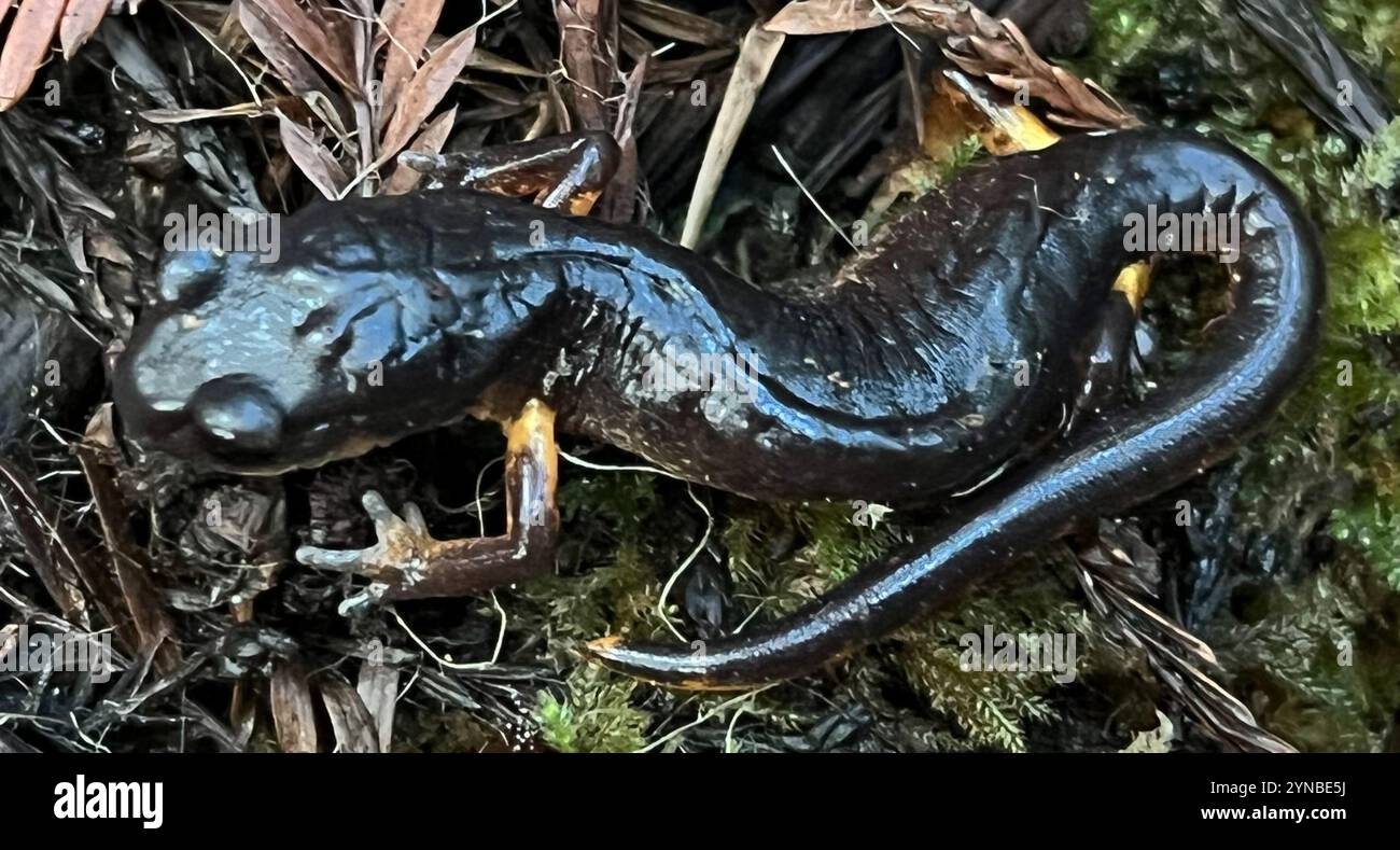 Oregon Ensatina (Ensatina eschscholtzii oregonensis) Banque D'Images