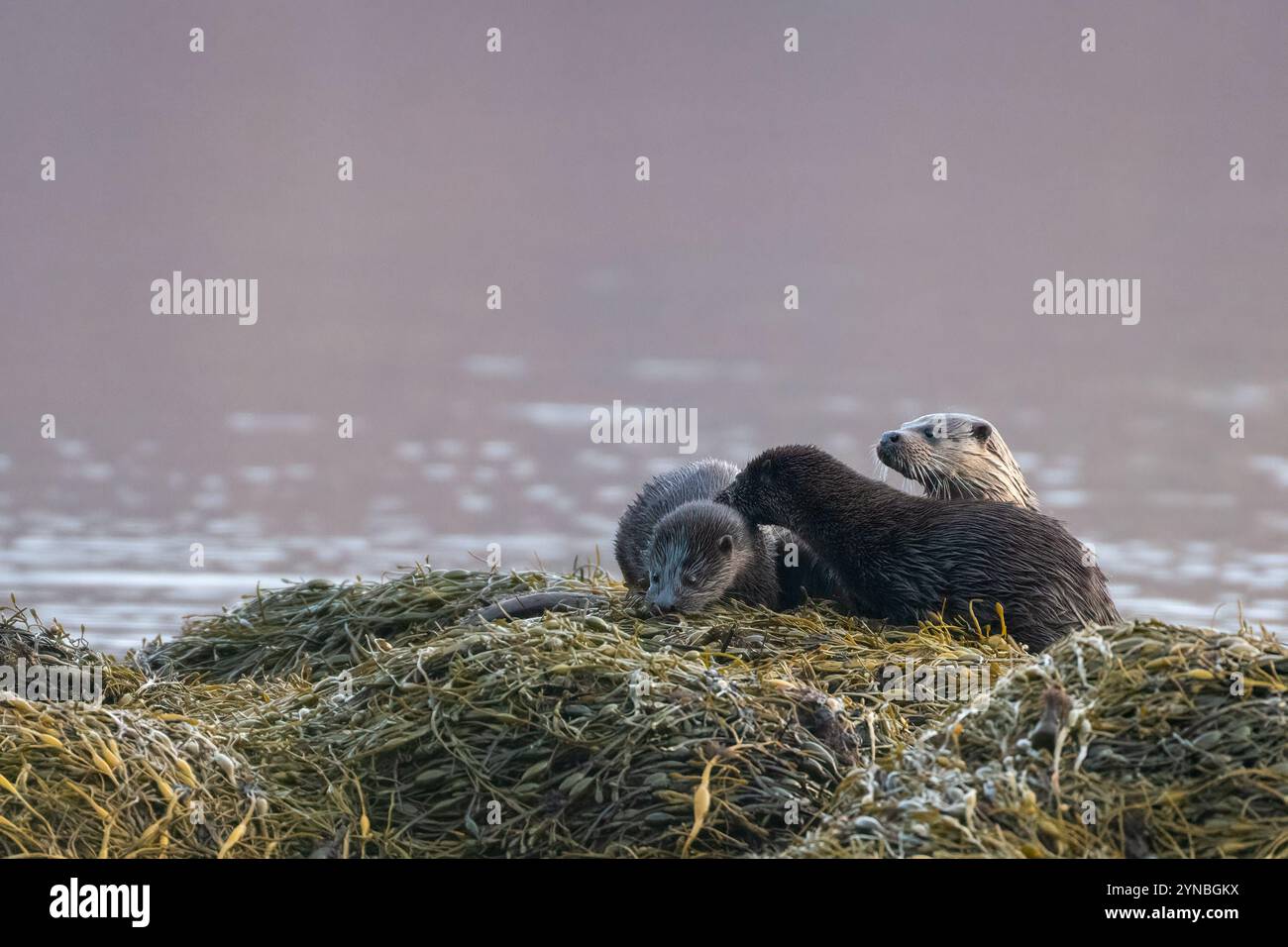 Famille de loutre européenne ou eurasienne (Lutra lutra), île de Mull, Écosse Banque D'Images