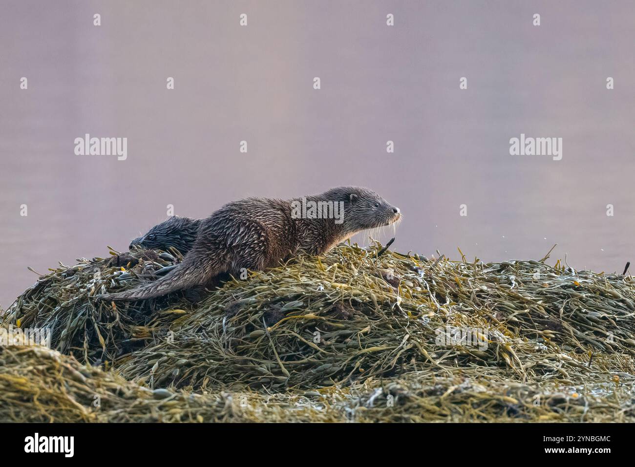 Jeune loutre européenne (Lutra lutra) un matin d'hiver, île de Mull, Écosse Banque D'Images