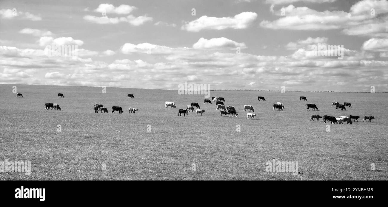 Pâturage des vaches en pâturage. Wiltshire, Angleterre. Photo noir et blanc. Banque D'Images