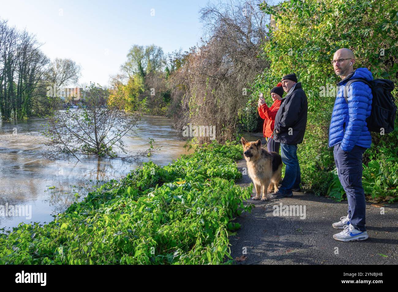 Chippenham, Wiltshire, Royaume-Uni, 25 novembre 2024. Les gens sont photographiés alors qu'ils regardent le Rver Avon inondé dans le centre-ville de Chippenham. Crédit : Lynchpics/Alamy Live News Banque D'Images