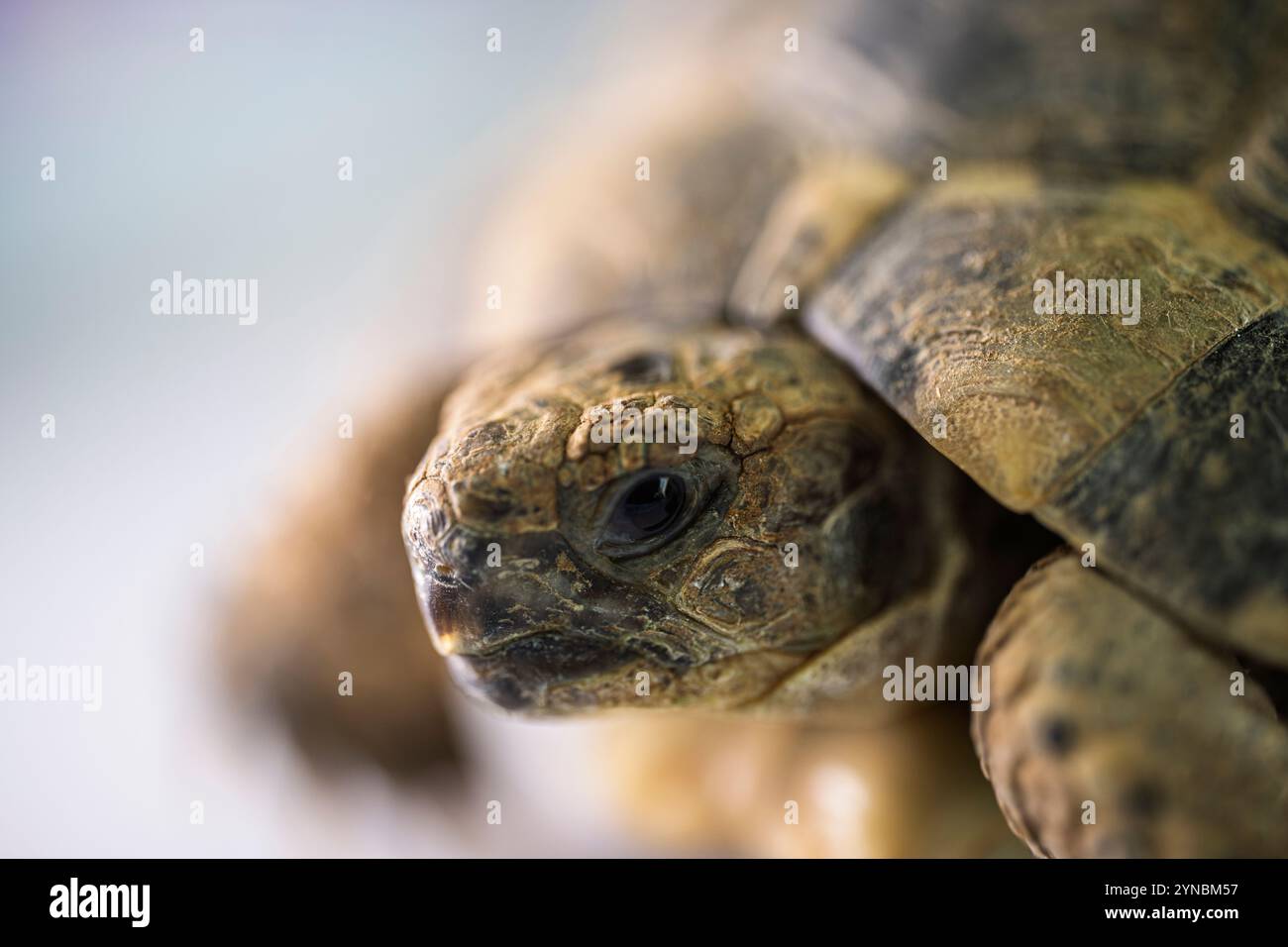 Tortue grecque (Testudo graeca), également connue sous le nom de tortue à cuisse à éperon ou tortue mauresque Banque D'Images