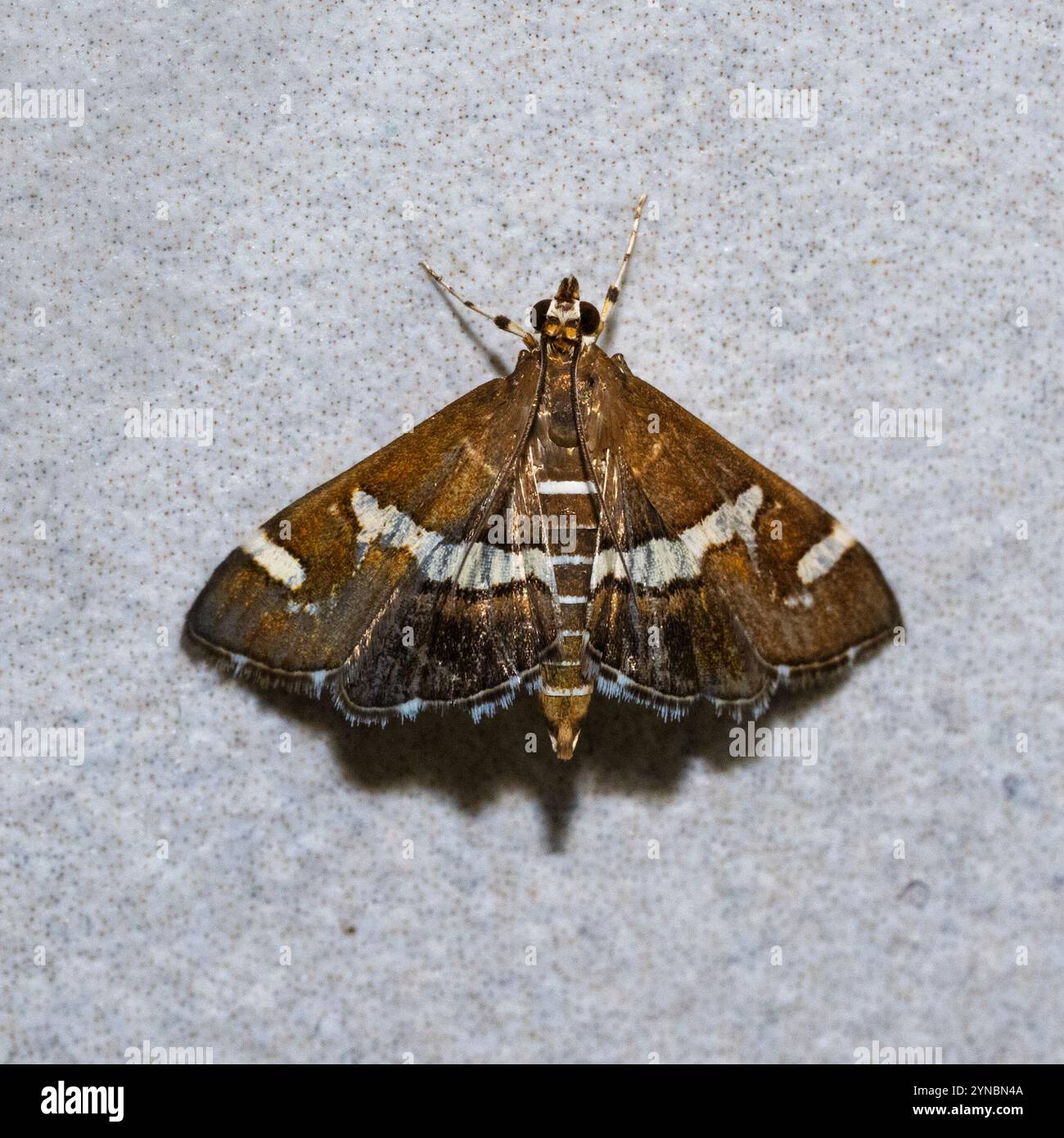 Spoladea recurvalis, la teigne du ver de la betterave ou teigne du ver de la betterave hawaïenne, est une espèce de teigne de la famille des Crambidae. On le trouve dans le monde entier, mais mai Banque D'Images