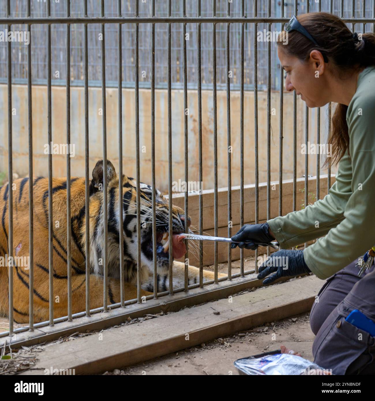 Ramat Gan Safri Zoo Keeper passe par Target Training pour l'élevage d'un tigre de Sumatra Panthera tigris sondaica, une technique utilisant une balle sur le en Banque D'Images