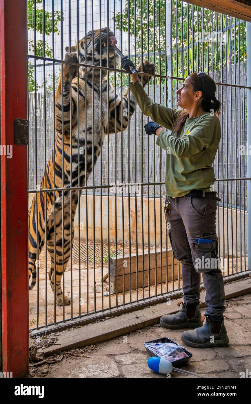 Ramat Gan Safri Zoo Keeper passe par Target Training pour l'élevage d'un tigre de Sumatra Panthera tigris sondaica, une technique utilisant une balle sur le en Banque D'Images