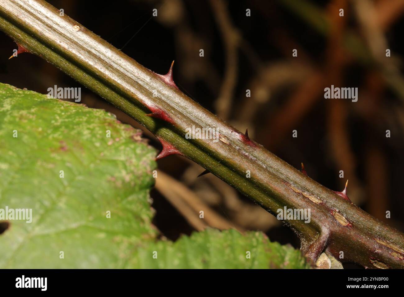 Mûre arménienne (Rubus armeniacus) Banque D'Images