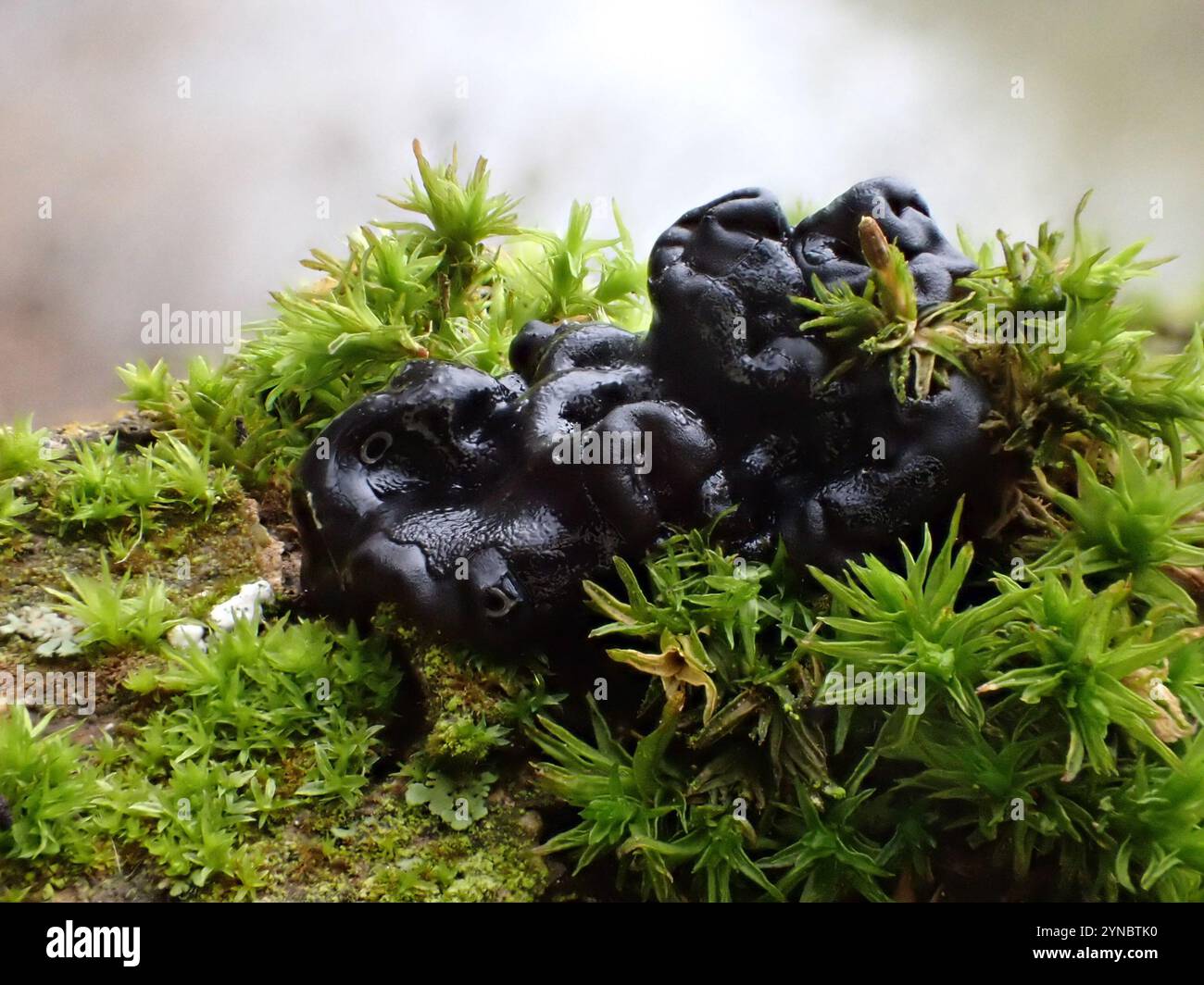 Beurre de Warlock (Exidia nigricans) Banque D'Images