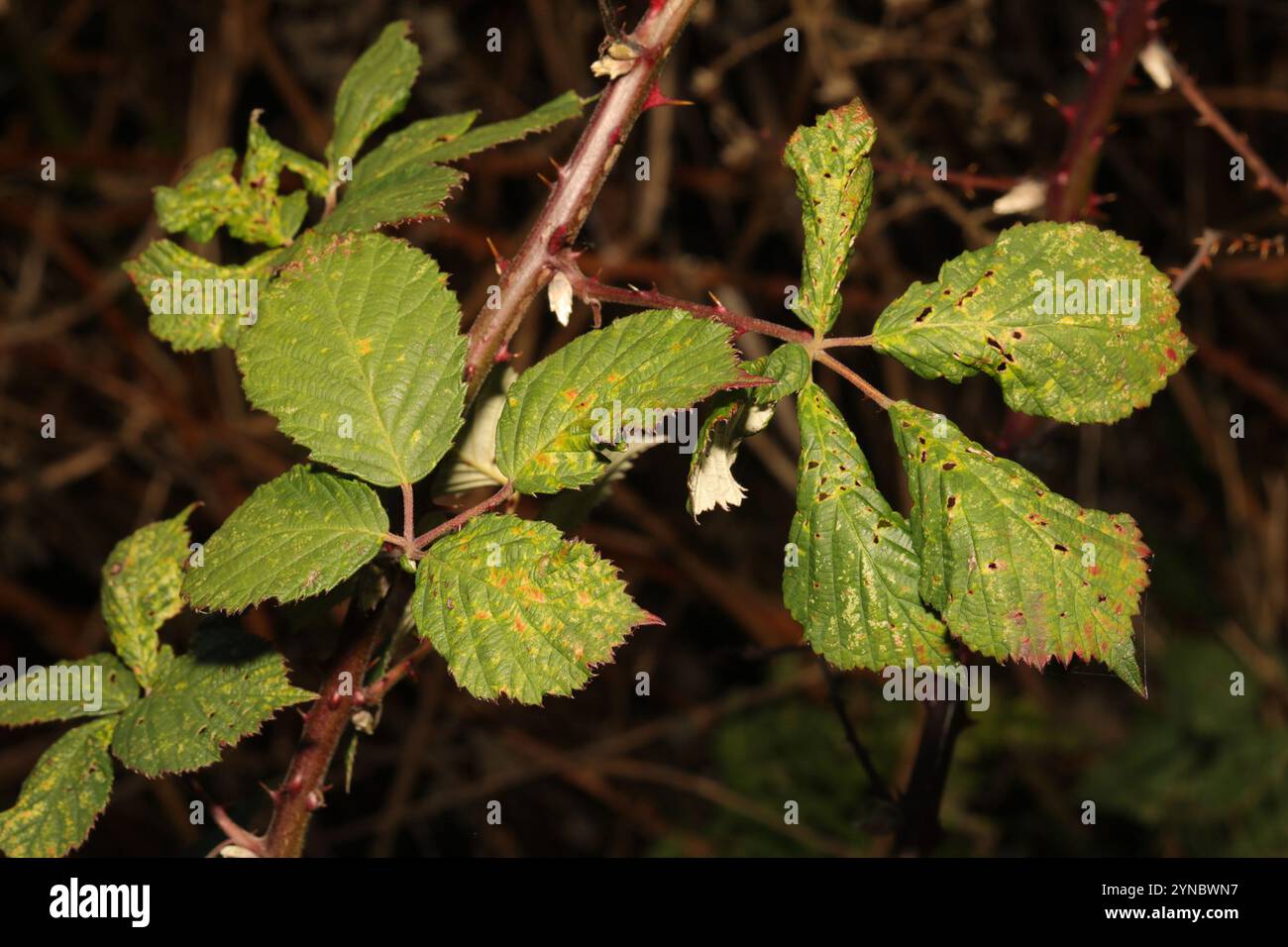 Mûre arménienne (Rubus armeniacus) Banque D'Images