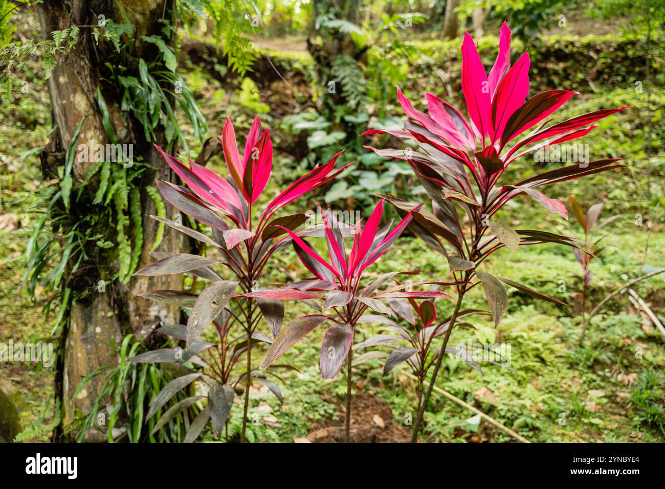 Hawaiian TI plant ou Cordyline fruticosa est une plante à fleurs persistantes de la famille des Asparagaceae. En Indonésie, cette plante est appelée andong ou hanju Banque D'Images