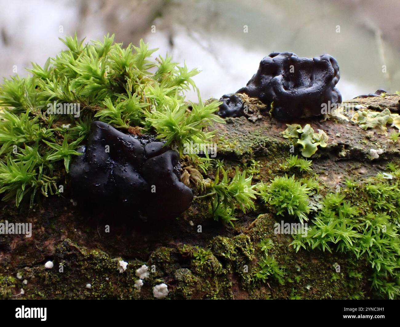 Beurre de Warlock (Exidia nigricans) Banque D'Images