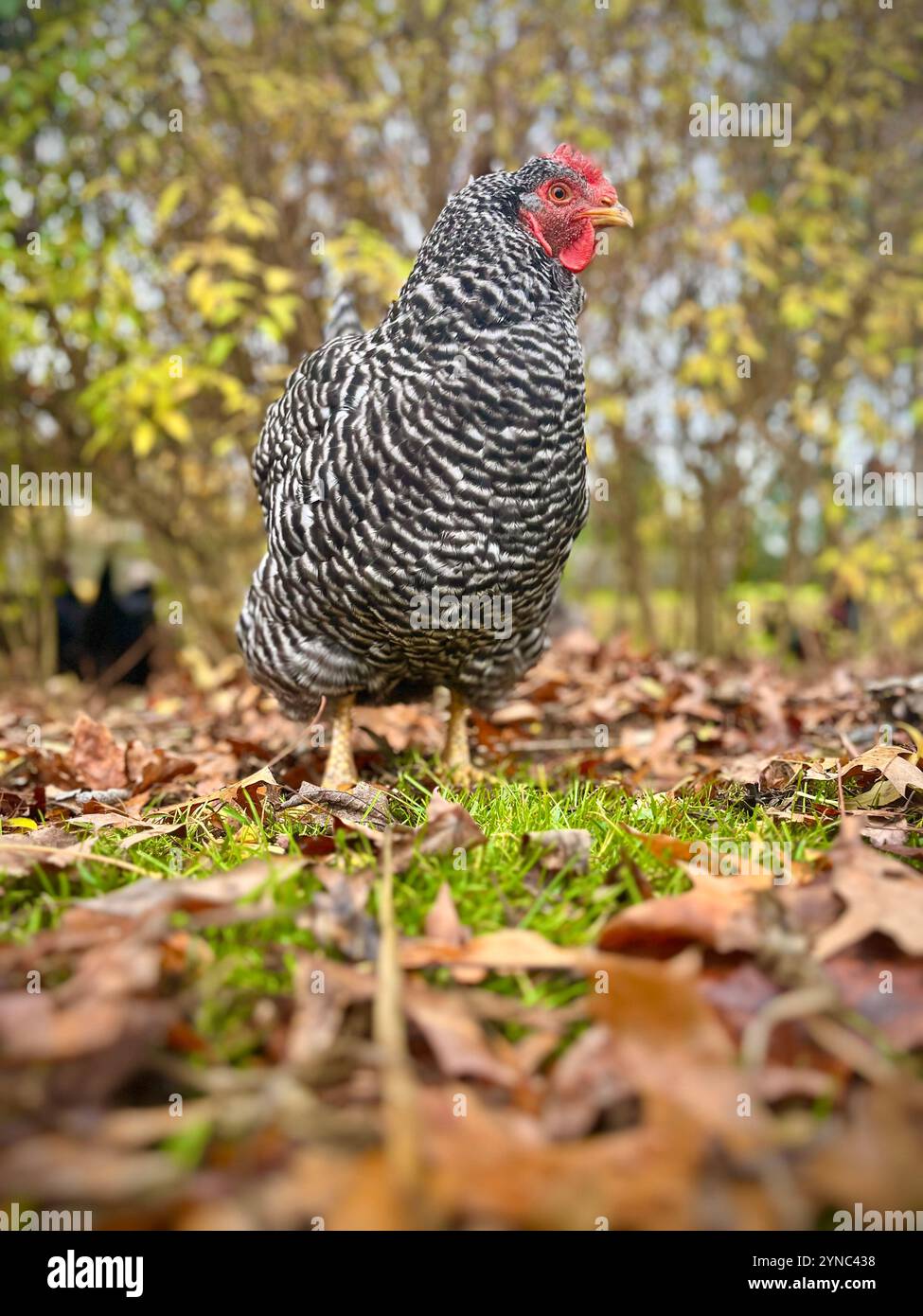 Poulet de campagne américain - Image de stock capturée avec un smartphone