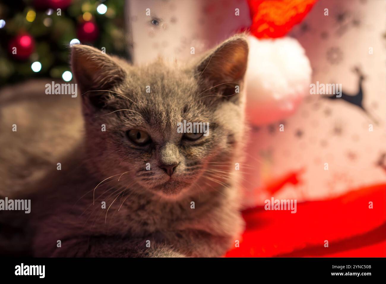 Jeune chat British Shorthair devant une boîte cadeau de Noël comme image symbolique pour un animal de compagnie comme cadeau de Noël Banque D'Images