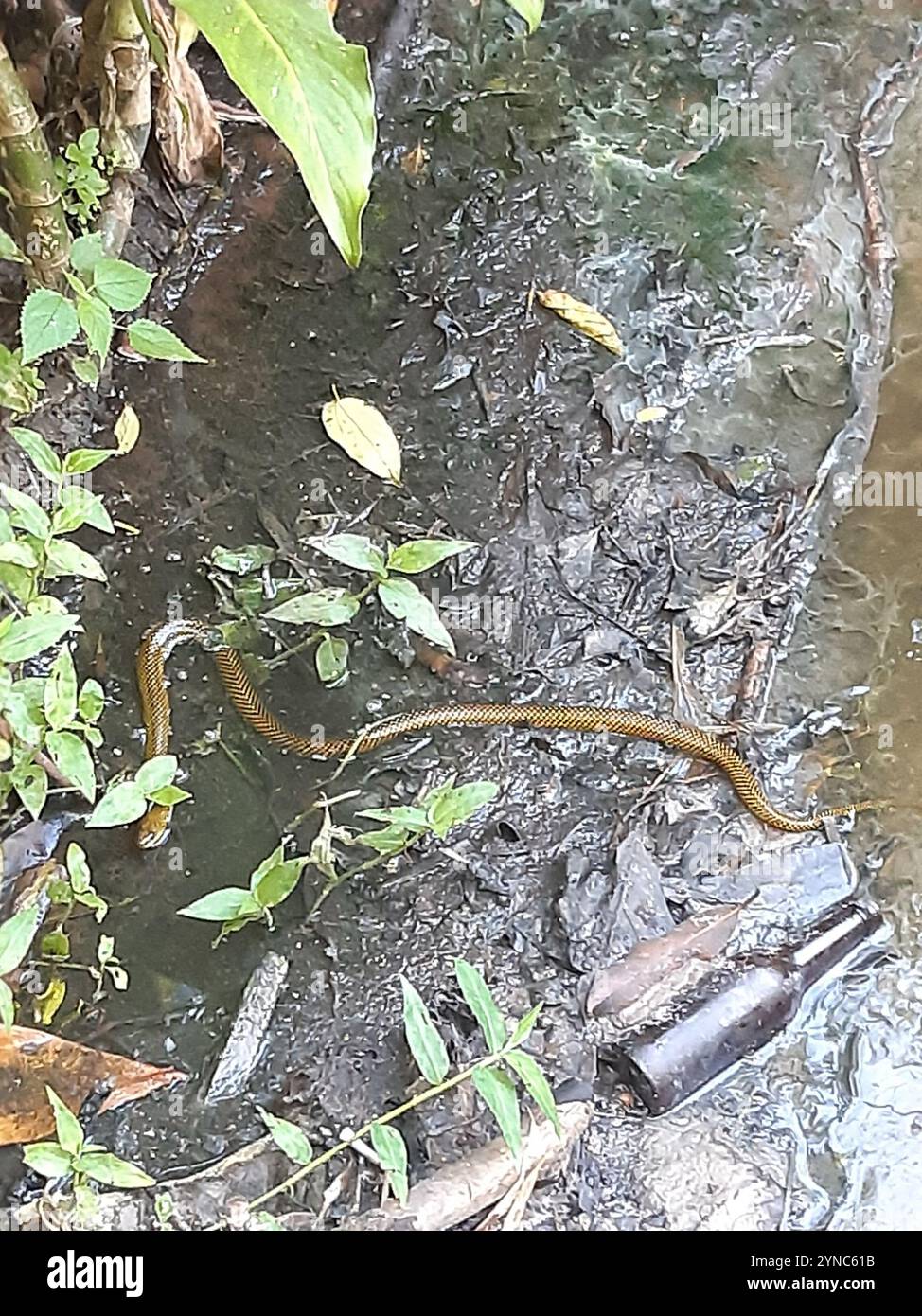 Serpent terrestre militaire (Erythrolamprus miliaris) Banque D'Images