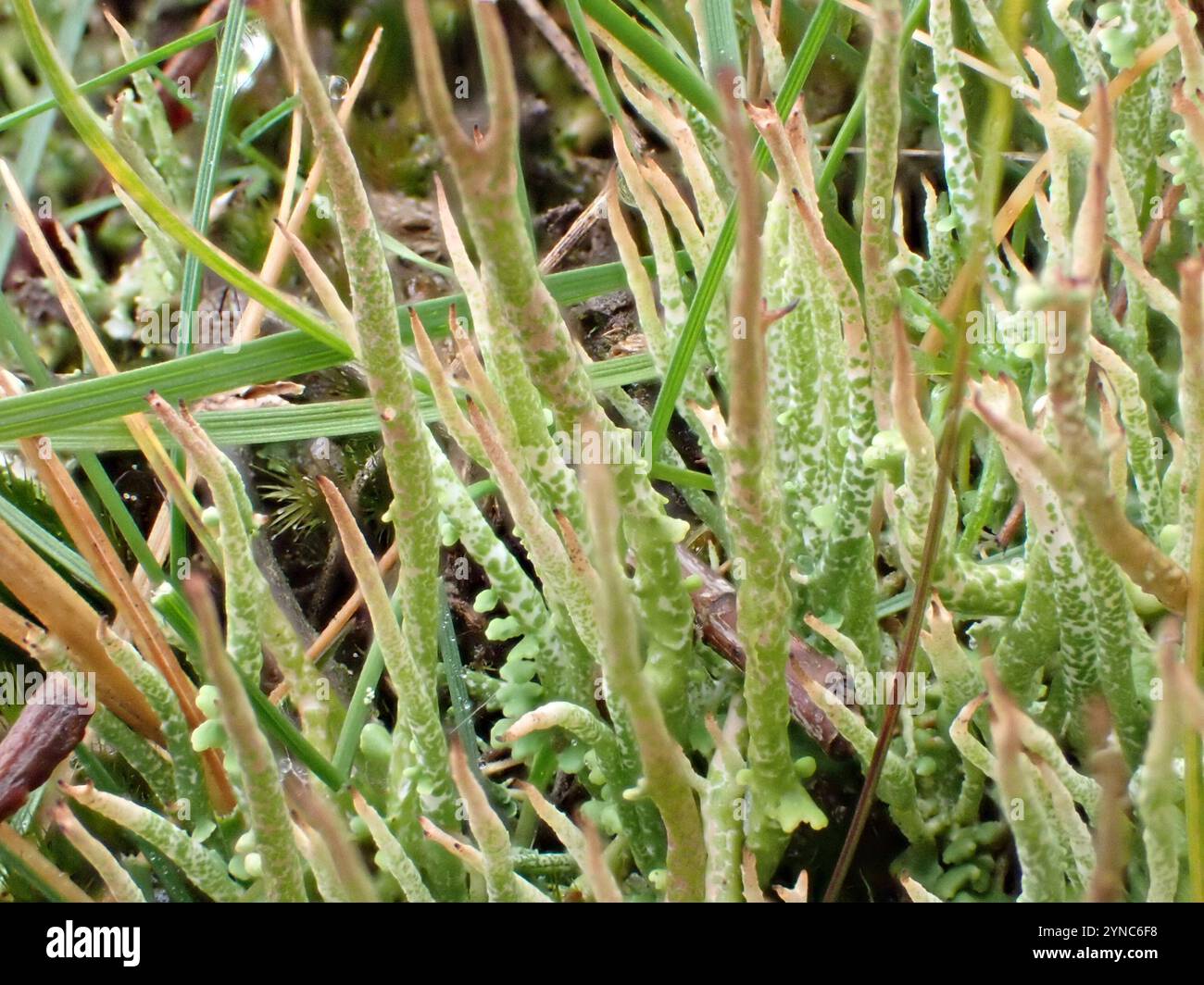 Lichen à corne lisse (Cladonia gracilis) Banque D'Images