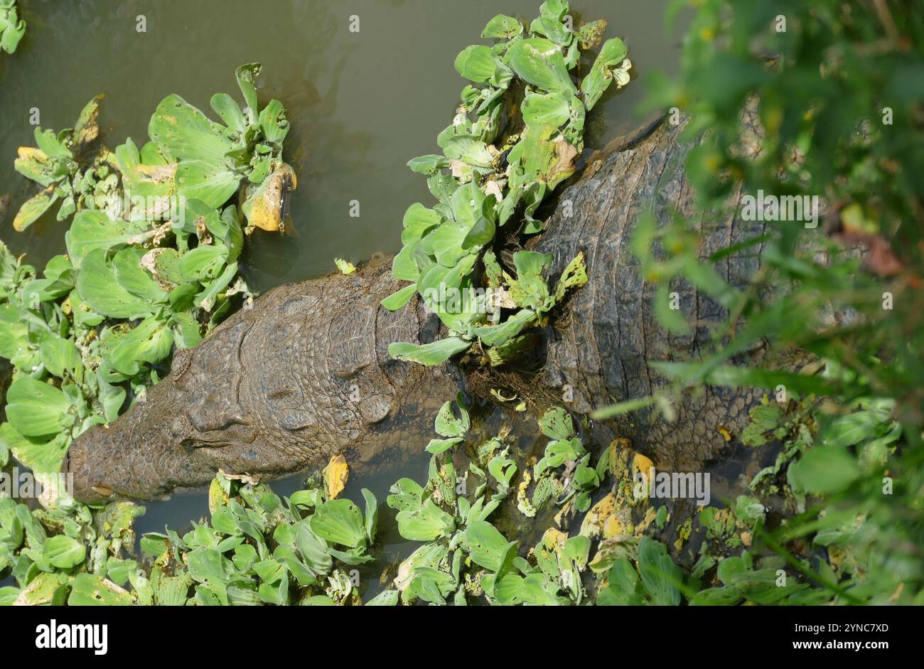 Crocodile ouest-africain (Crocodylus suchus) Banque D'Images