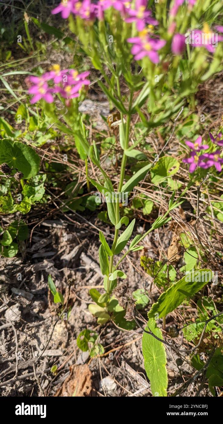 Centaury mince (Centaurium tenuiflorum) Banque D'Images