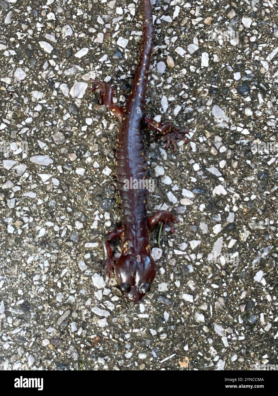 Salamandre arboricole (Aneides lugubris) Banque D'Images