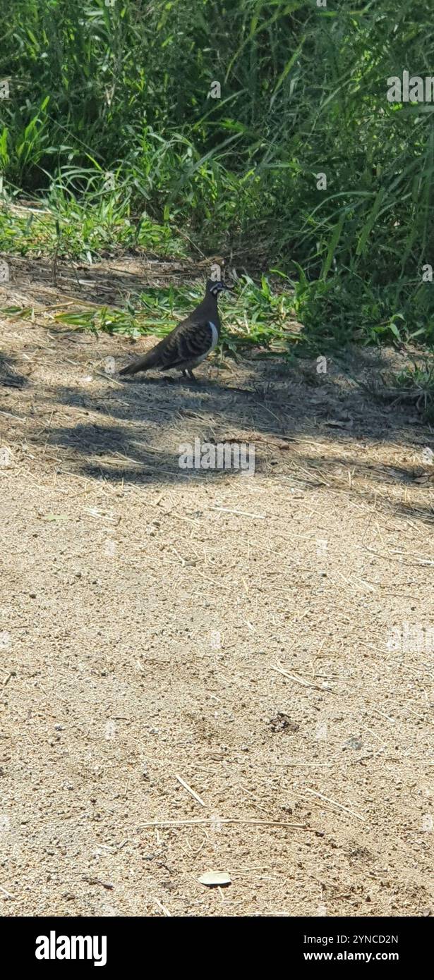 Pigeon de squatters (Geophaps scripta) Banque D'Images