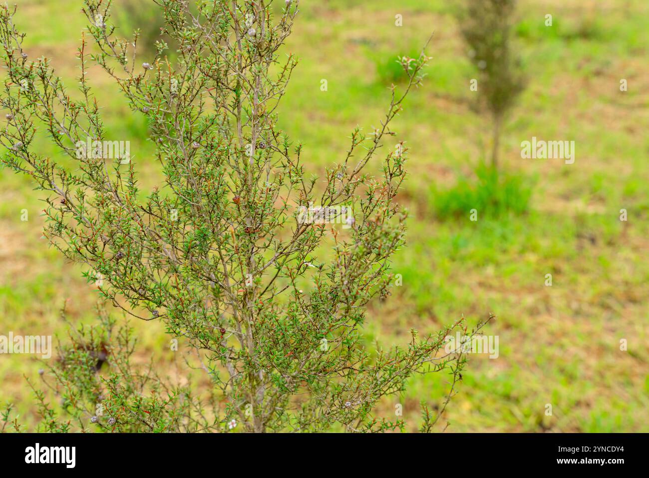 Leptospermum scoparium, communément appelé manuka, est une espèce de plante à fleurs de la famille des myrtes, originaire du sud-est de l'Australie et du Nouveau Banque D'Images