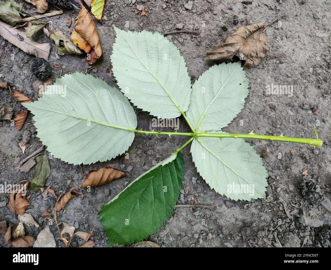 Mûre arménienne (Rubus armeniacus) Banque D'Images