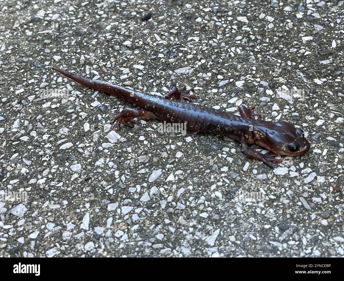 Salamandre arboricole (Aneides lugubris) Banque D'Images