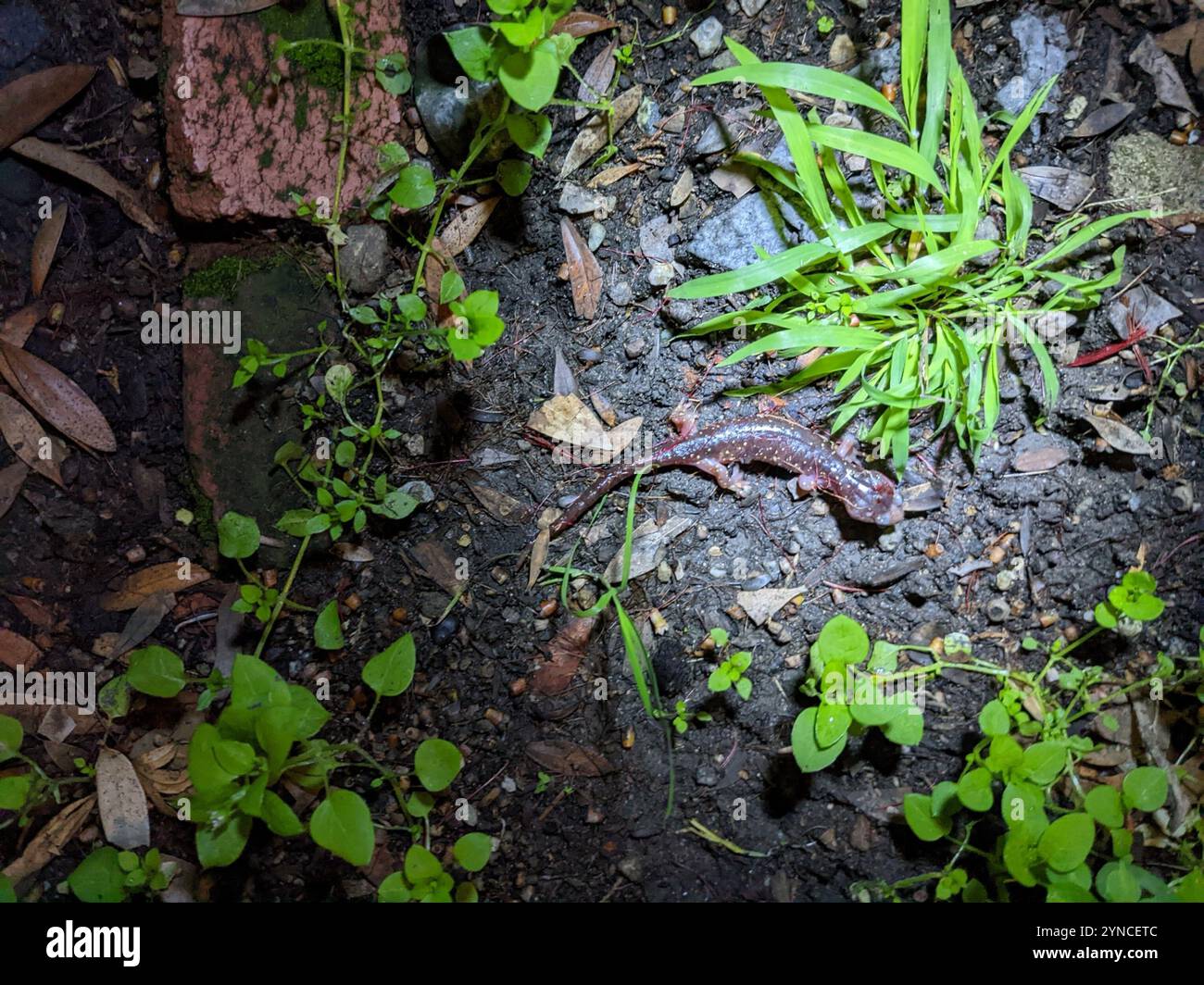 Salamandre arboricole (Aneides lugubris) Banque D'Images