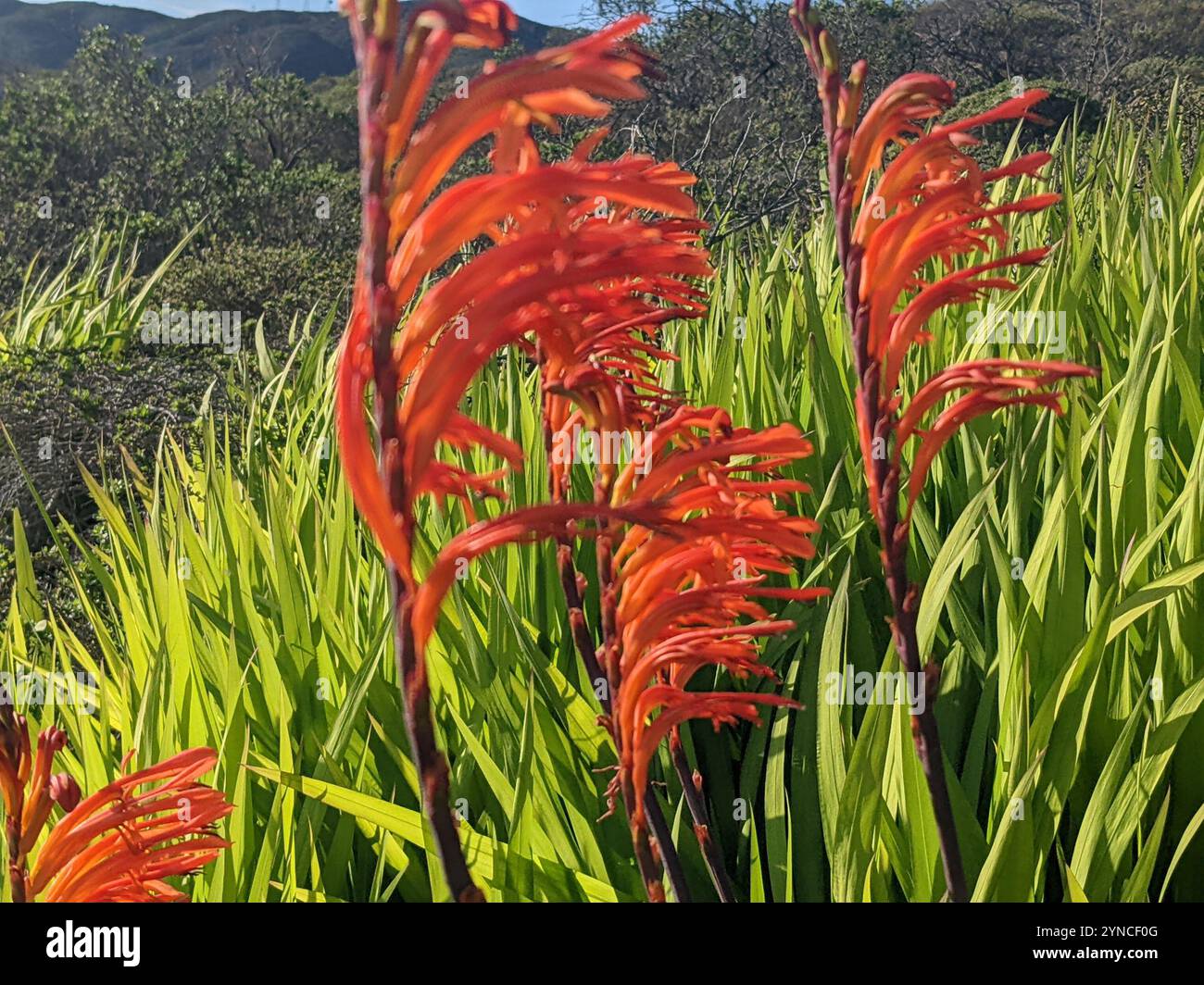 Drapeau africain (Chasmanthe floribunda) Banque D'Images