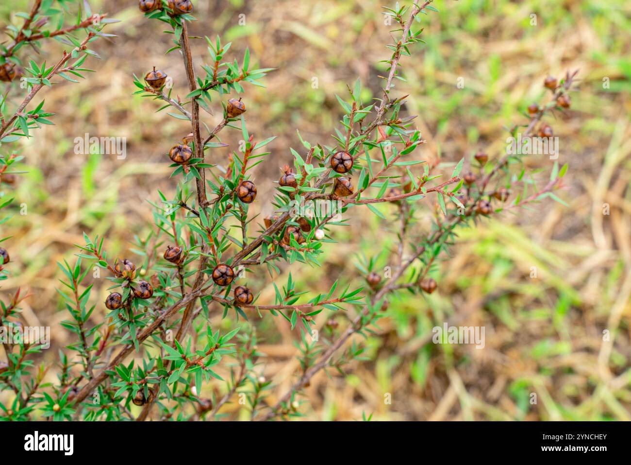 Leptospermum scoparium, communément appelé manuka, est une espèce de plante à fleurs de la famille des myrtes, originaire du sud-est de l'Australie et du Nouveau Banque D'Images