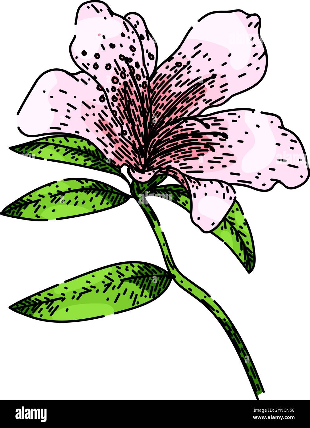 bloom azalea esquisse vecteur dessiné à la main Illustration de Vecteur
