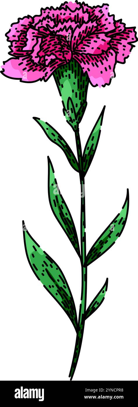 vecteur dessiné à la main par esquisse d'oeillet bloom Illustration de Vecteur