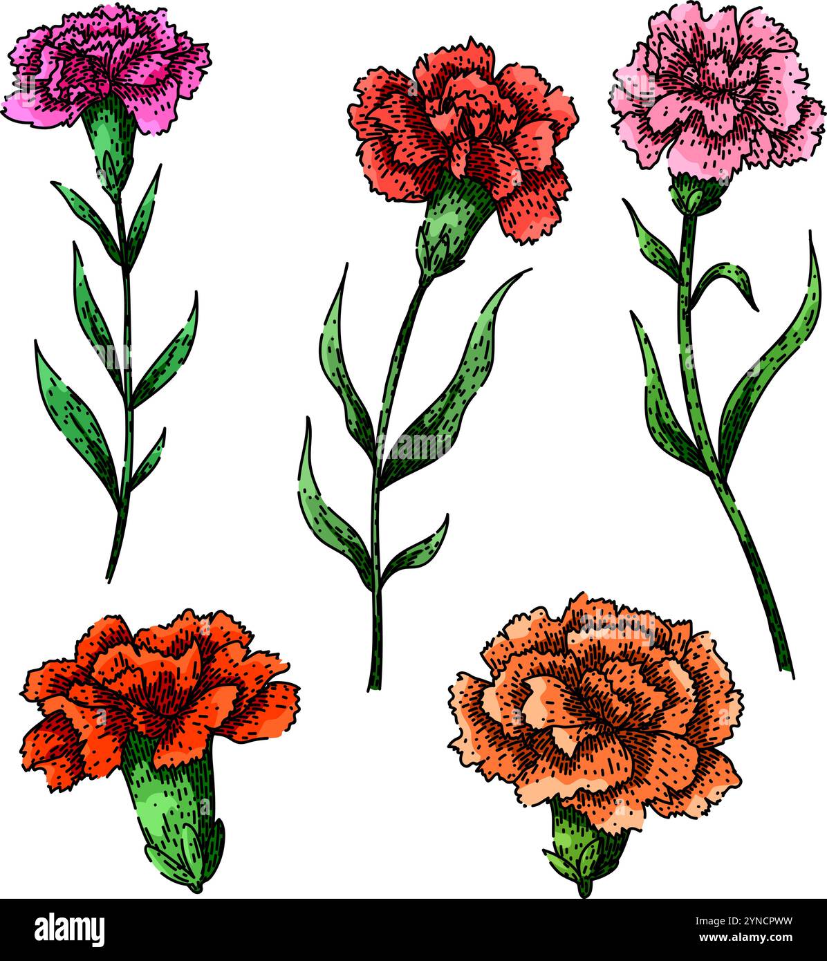 vecteur dessiné à la main par l'esquisse de l'œillet Illustration de Vecteur