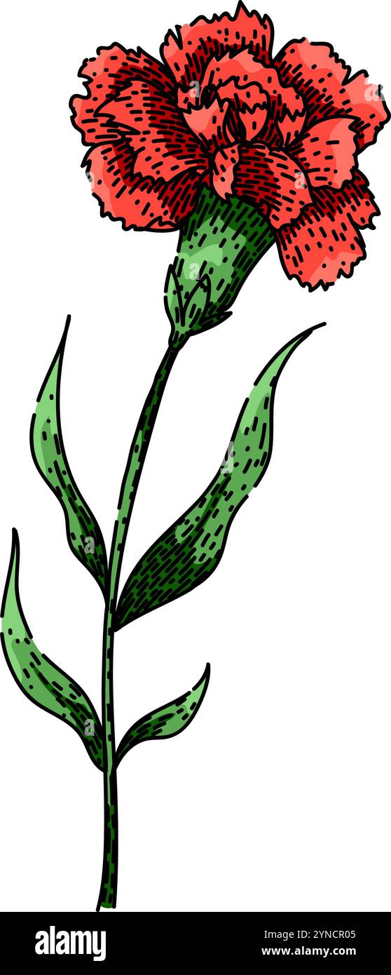 vecteur dessiné à la main par l'oeillet de pétales Illustration de Vecteur