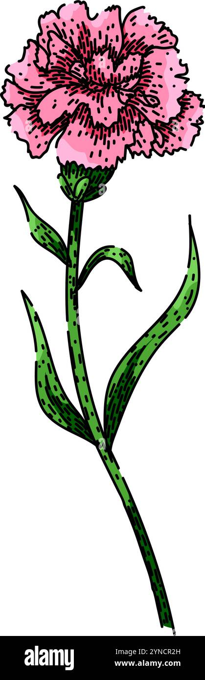 vecteur dessiné à la main par croquis d'oeillet de parfum Illustration de Vecteur