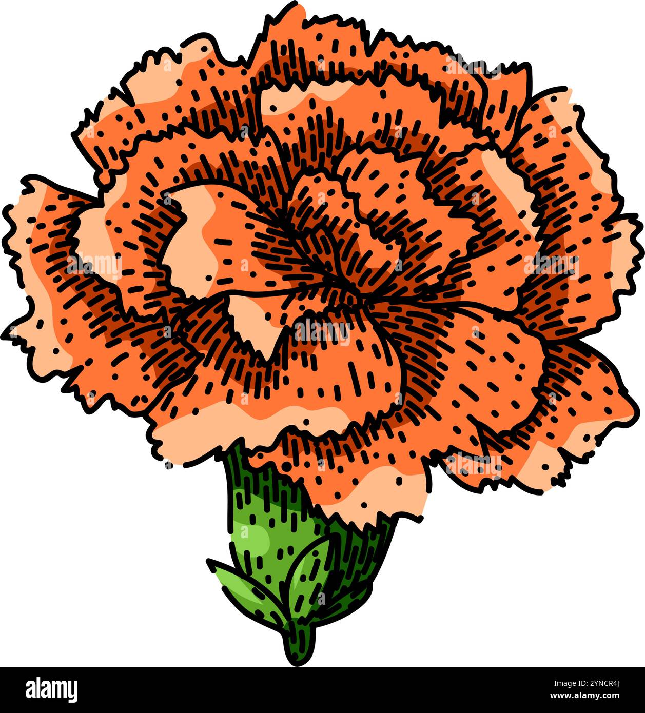 vecteur dessiné à la main par esquisse d'œillet de bouquet Illustration de Vecteur